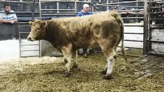 Bullocks Being sold at Market Hill Livestock and farm sales.