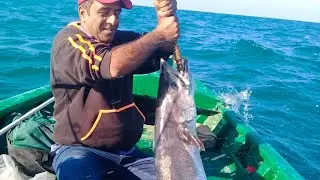 (big king mackerel) (big surmahi 24kg)