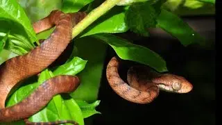 Brown Tree Snake