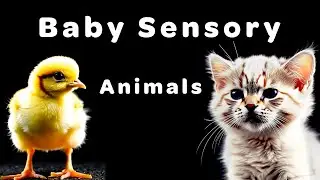 High Contrast Animal Visuals with Soothing Music | Relaxing Sensory Video for Babies