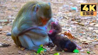 Oh No Mama, Please more Gentle When Holds 1 Day Old Newborn Monkey | Mixed Clip Today