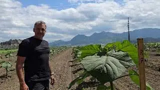 The Incredible Growth Power of the Paulownia Tree!