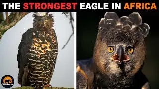 Crowned Eagle - The King of the African Skies