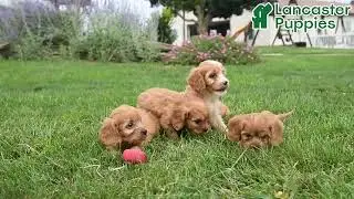 Cuddly Cavapoo Puppies