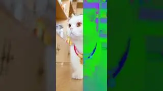 cat greens and blue filter #cat  #catactor #catsoftiktok #shorts