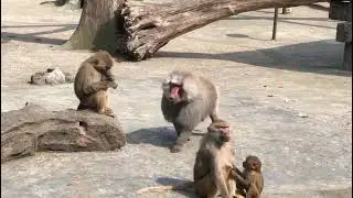 Chinese Zoo| Pranks|funny animals|Animals| prank monkey