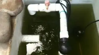 Duck Pond Recirculating Filtration Set Up