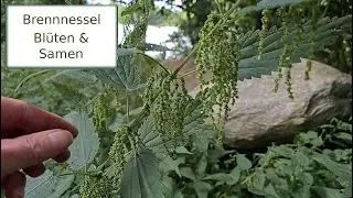 Bl&uuml;ten und Samen der Brennnessel - gesund und lecker - Powerfood aus dem Wald