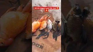 All the biggest goldfish died 🥹😭 #fish #aquarium #mollyfish #subscribe #viral #fishlover #fishpond