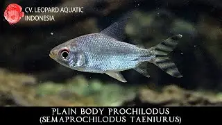 Semaprochilodus taeniurus. The SILVER PROCHILODUS (Leopard Aquatic C092A)