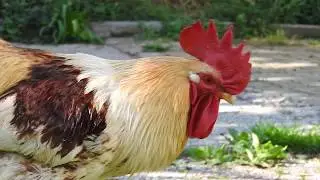 Relaxing farm video to release everyday stress - Brown rooster calling chickens to feed