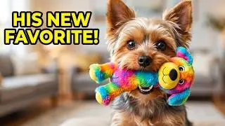 New Dog Toys = Yorkie Happiness! 🐶💖 | Unboxing Cuteness Overload
