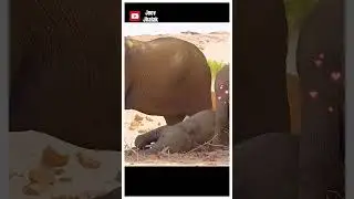 The elephant. #documentary #animals #elephant #wildlife #shortsfeed #shorts #relatable #calm #funny