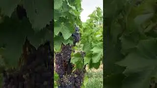 #wine #winetasting #winetours #wineevent #wineglass