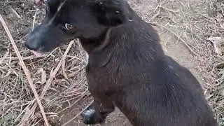 Dog lovers ❤️ #Dog #Animals #lovers #Viral #video #World Animals lovers &hearts;️ for this video #Love Dogs