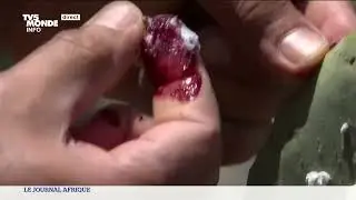 Tunisie : les figues de Barbarie à la peine