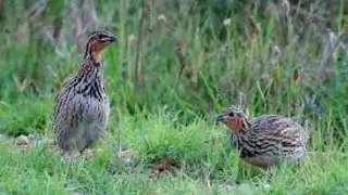 बटेर पकड़ने का आसान तरीका bater kaise pakde how to catch quail