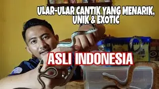 ULAR-ULAR LOKAL YANG MENARIK, CANTIK, UNIK & EXOTIC