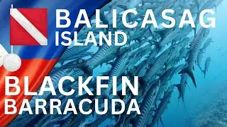 Balicasag Island | Panglao Bohol - Dive The Philippines