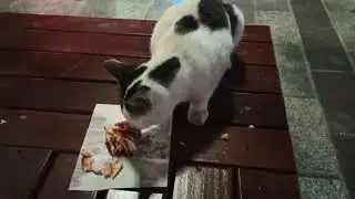 I met a beautiful cat at the &Uuml;sk&uuml;dar pier and bought her chicken d&ouml;ner. İstanbul , Turkey .