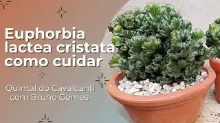 Dicas simples e fáceis de como cuidar da Euphorbia láctea cristata