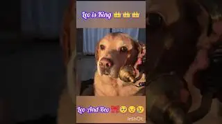 Leo and Reo #leo #anantrastogi #ParulLeo#emotional #love #pets #petlover #comedy #funny #shorts
