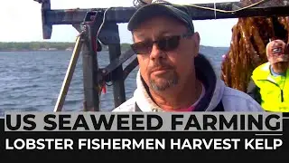 US lobster fishermen harvest kelp to meet demand