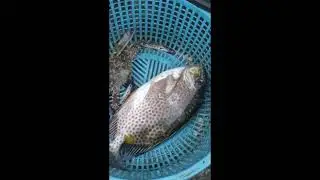 Presko isda palit na mo