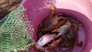 How to catch mud Crab  #buhayhayahay