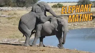 Elephant's reproductive