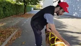 Eduquer son chien : Les différents harnais pour chien - berger malinois