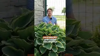 Kwiaty funkii pięknie pachną! 🌸👃 Mało kto to zauważa