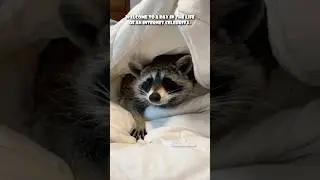 📸 🦝 A Day in the Life of an Internet Celebrity starring @TitoTheRaccoon #shorts #throwback