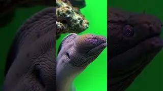 Eel slithering smoothly Green Screen Effect #greenscreen #sea #eel  #fish #chromakey #vfx
