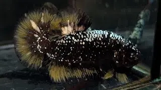 Ikan Cupang Black Gold Star Top Grade 2022
