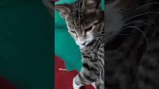 These innocent street animals are suffering in severe cold. Please help them subscribe my channel🙏