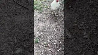 #freerangechickens #farm two free range chickens.