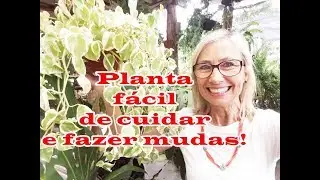 como plantar, cuidar e fazer mudas da planta Peperomia | Flávia Kremer