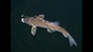 Live bait Rigs