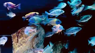 african cichlids juvenile fish 120tank