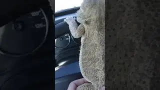 Lizard Loves to Drive