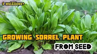 Growing Sorrel Plant From Seed | vegetables garden | gardening House Guru