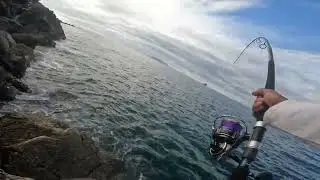 Insane top water action 22/2025 epec adventure @daiwajapan @DaiwaAustralia 