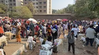 Ahmedabad River Front Bakra Mandi On Sunday 12th January 2025
