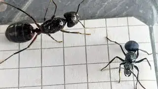 Polyrhachis cyaniventris (Philippines) vs Camponotus ligniperda (Spain) 08.11.2024
