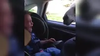 FUNNY Animals Troll Human _ Funny Pets Video Compilation ( 240 X 426 )