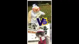 cat lovers, wajib punya nih 😍🤭 baju kucing lucu #shorts #shortvideo #cat