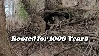 Old Oak Back There: Life along Suwannee River