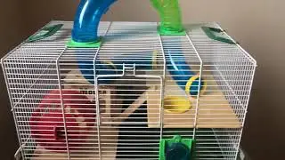 Melhor gaiola para hamster hoje!!!  |  @Myexoticsanimals