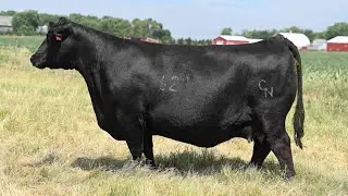 Chestnut Angus: Lot 5